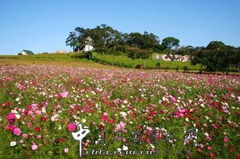 臺灣考察——大溪花海農(nóng)場(組圖)