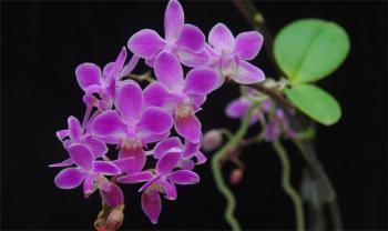 園林成果_園林專利_園林科技