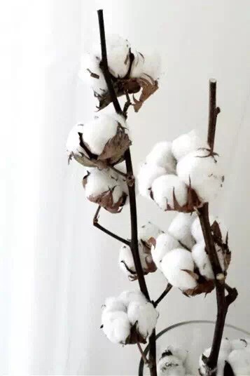 時尚花藝：棉花花藝