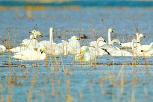 候鳥成群降落，官廳水庫化身天鵝湖