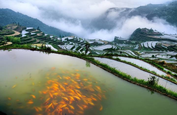 習(xí)近平向農(nóng)業(yè)文化遺產(chǎn)大會(huì)致賀信