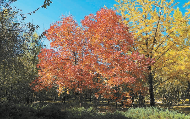 12年來持續增彩延綠 新優樹種搶鏡京城秋日