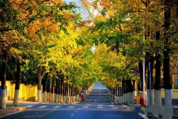 眾議：如何讓行道樹與城市一起發展成長