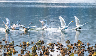 讓大美濕地增進民生福祉