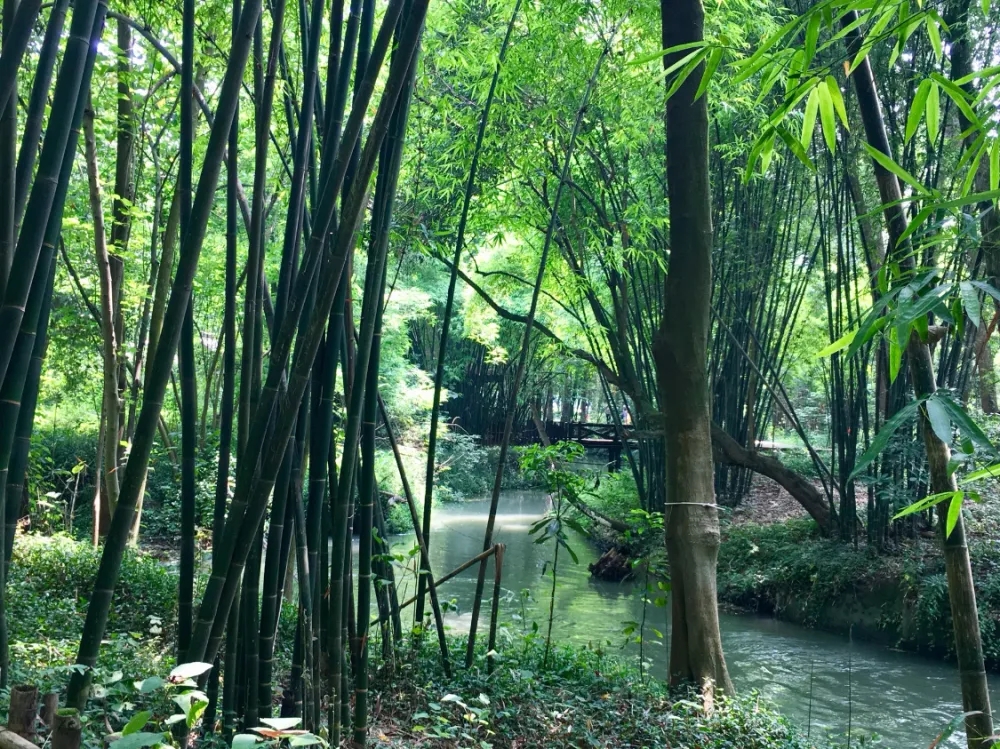 綠竹映城：成都打造公園城市竹元素風景線