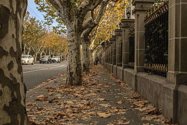 上海45條景觀道路開(kāi)啟“落葉不掃”模式