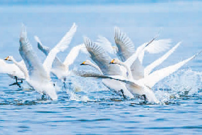 濕地旅游：親水觀鳥(niǎo)深呼吸 賞花徒步可露營(yíng)