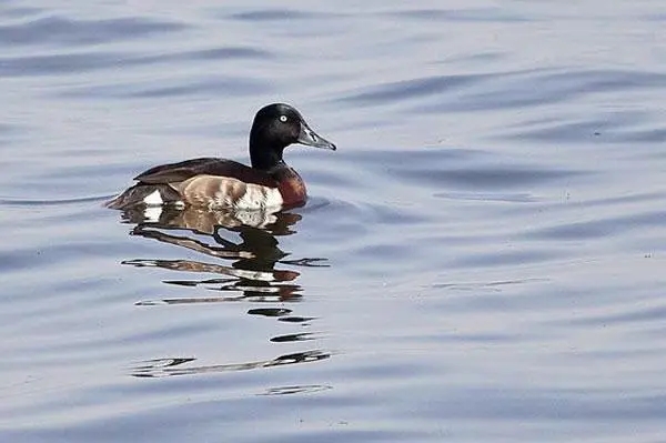 衡水湖案例亮相聯(lián)合國生物多樣性大會