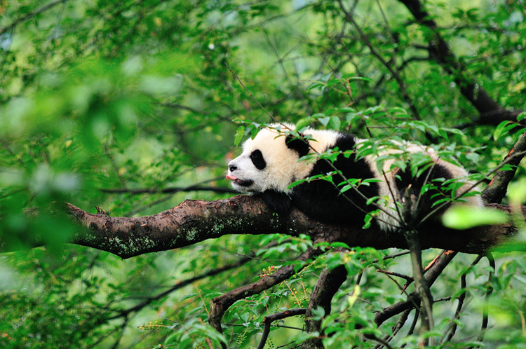 中國到2035年基本建成世界最大國家公園體系