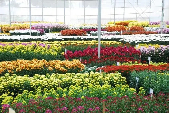 2022年我國花卉出口額創(chuàng)歷史新高