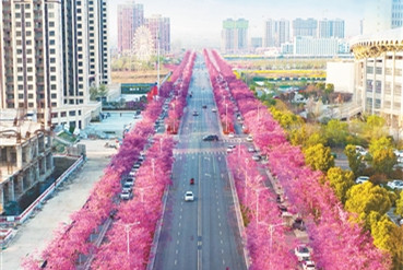 新優(yōu)開花植物豐富城市景觀打造魅力街景