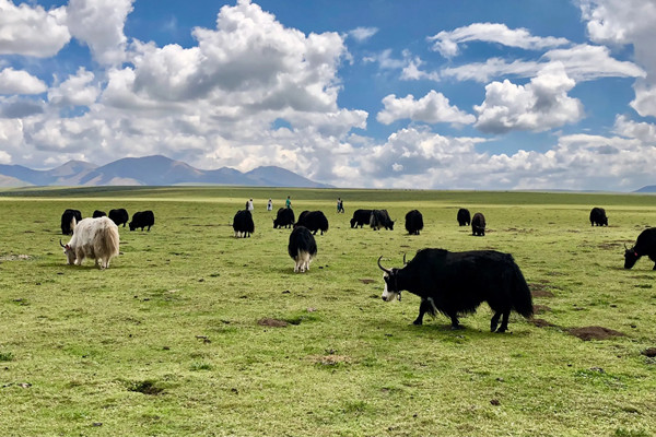 國家林草局將加大青海草原生態保護修復建設力度