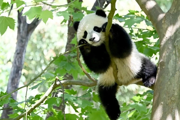 班果委員：加快推進《國家公園法（草案）》立法