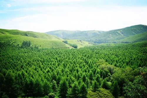 《二〇二二年中國國土綠化狀況公報》發布