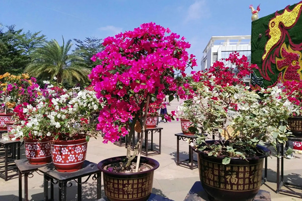 海南各地公園景區推出眾多“花”樣玩法
