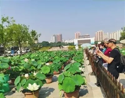 北京：蓮花池公園將舉辦北京市荷花文化節(jié)