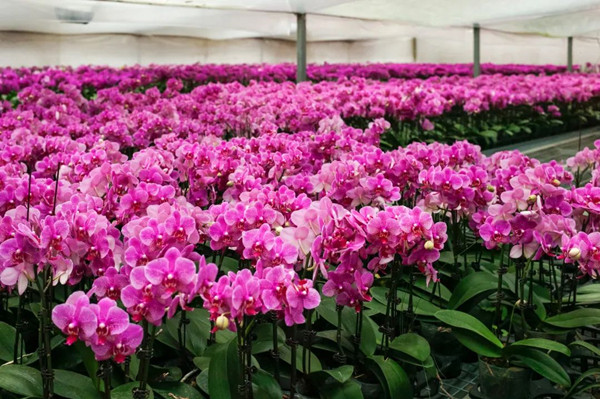 我國花卉標(biāo)準(zhǔn)化建設(shè)進(jìn)入高質(zhì)量發(fā)展新階段