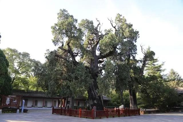 古樹名木實現落地上圖 大熊貓得到有效保護