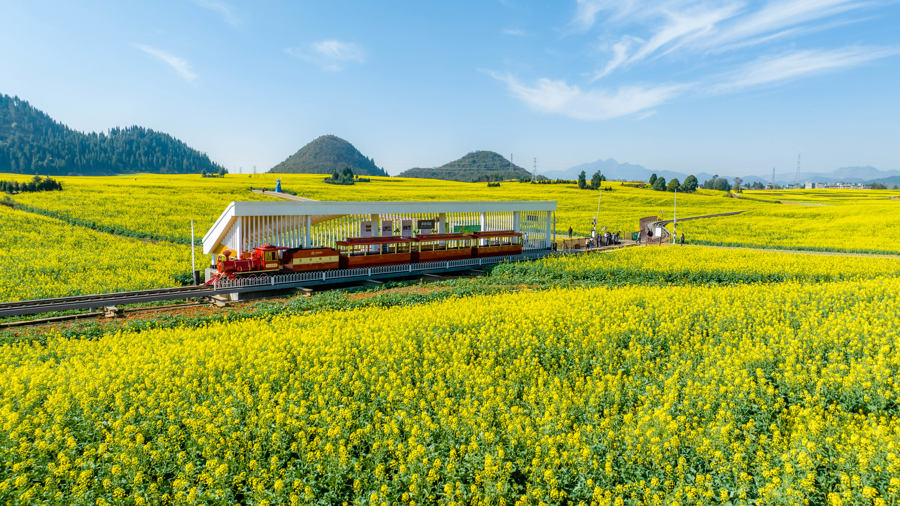 油菜花開出農(nóng)旅新“花”樣