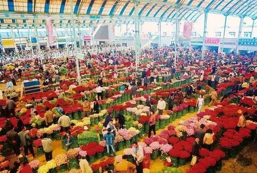 斗南花海，浪漫了多少時(shí)光