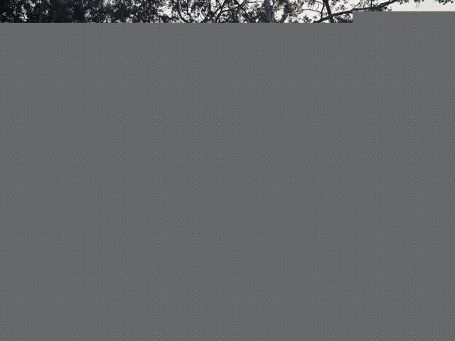 廣州黃埔：改造舊村同時保護古樹